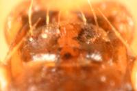 Calodromius bifasciatus