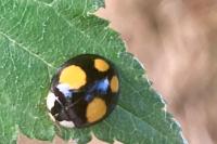 Harmonia axyridis