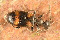 Anthicus laeviceps