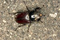 Lucanus cervus