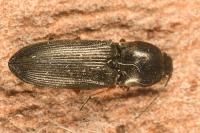 Cardiophorus rufipes