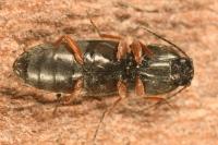 Cardiophorus rufipes