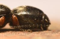 Cardiophorus rufipes