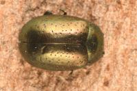 Chrysolina hyperici