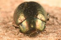 Chrysolina hyperici