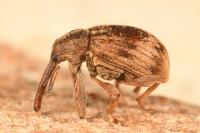 Anthonomus rectirostris