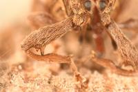 Anthonomus rectirostris