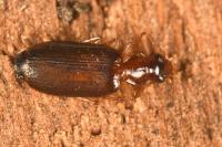 Dromius meridionalis