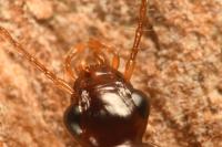 Dromius meridionalis