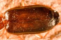 Dromius meridionalis