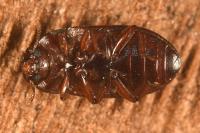 Alphitobius diaperinus