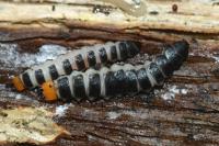 Lygistopterus sanguineus