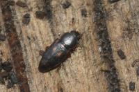 Carpophilus sexpustulatus