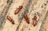 Silvanus unidentatus