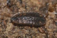 Lamprohiza mulsantii