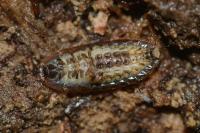 Lamprohiza mulsantii