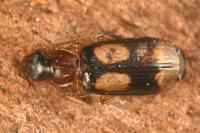 Dromius quadrimaculatus