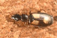Calodromius spilotus