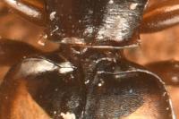 Calodromius spilotus