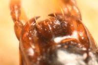 Calodromius spilotus