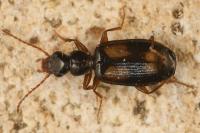 Calodromius spilotus