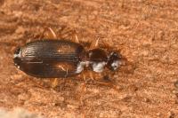 Dromius meridionalis