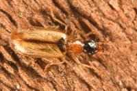 Demetrias atricapillus