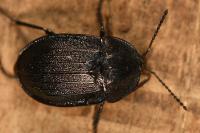 Phosphuga atrata