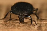 Phosphuga atrata