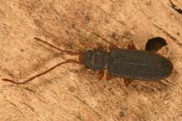 Uleiota planatus