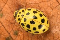 Psyllobora vigintiduopunctata