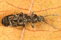 Airaphilus elongatus