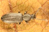 Airaphilus elongatus