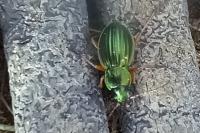 Carabus auratus