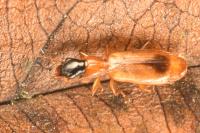 Demetrias monostigma