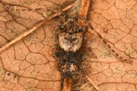 Pogonocherus hispidus