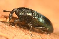 Aulacobaris coerulescens