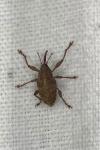 Curculio elephas