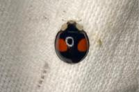 Harmonia axyridis