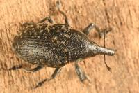 Larinus turbinatus