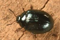Plagiodera versicolora