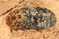 Dermestes undulatus