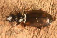 Syntomus obscuroguttatus