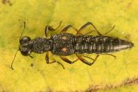 Stenus bimaculatus