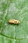 Psyllobora vigintiduopunctata