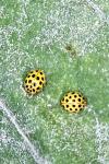 Psyllobora vigintiduopunctata