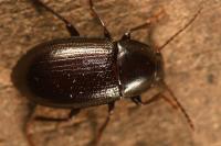 Nalassus laevioctostriatus