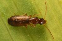 Paradromius linearis