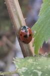 Coccinella septempunctata