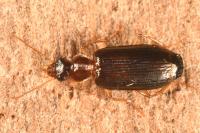Dromius meridionalis